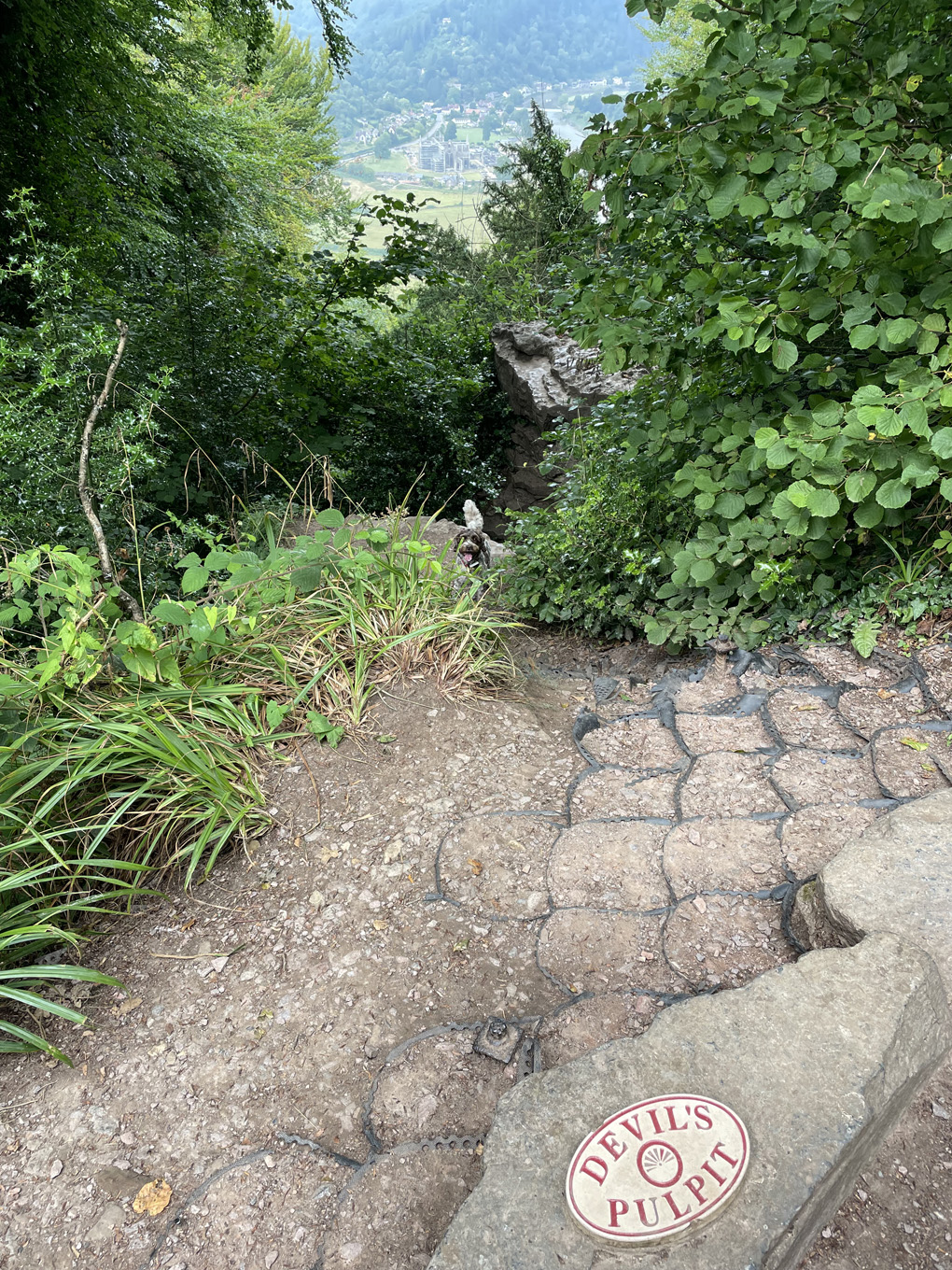 A dog looking through green bushes on a rocky step labeled ‘Devils pulpit’