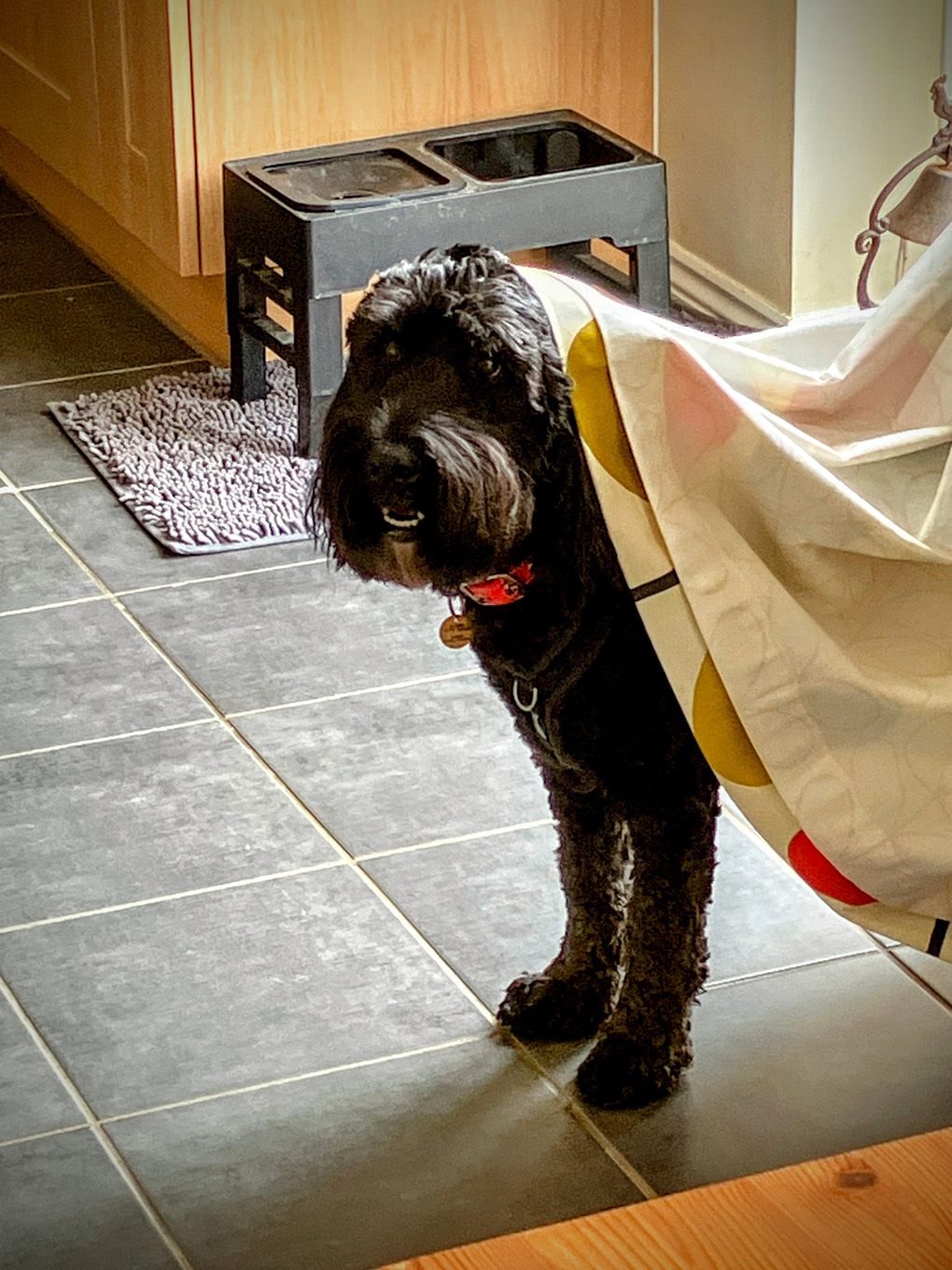 Ozzie our dog standing with part of a long curtain on this head, looking bemused.