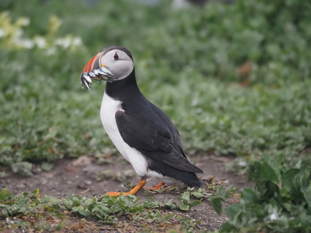 A puffin with a mouthful of sand eels, on a grassy ledge