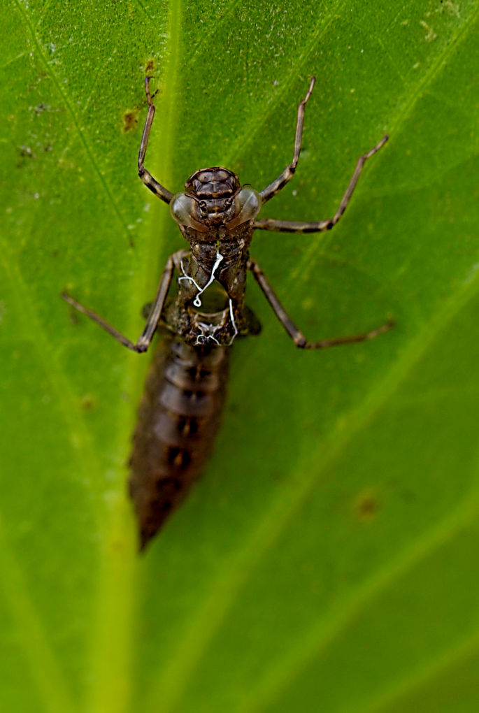 Set against the green of a pond leaf, the frame is filled with the husk left behind when a dragonfly  larva molts.
