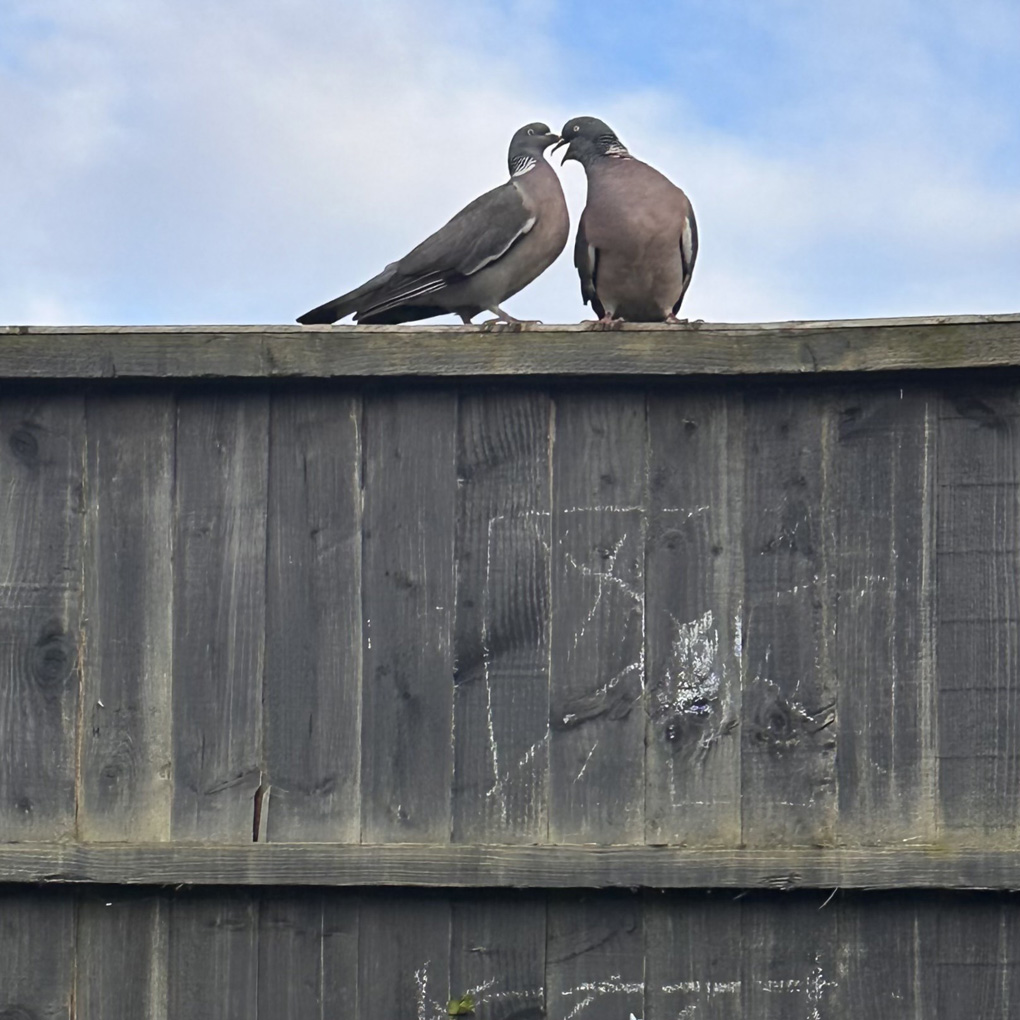 Two pigeons on a fence kissing