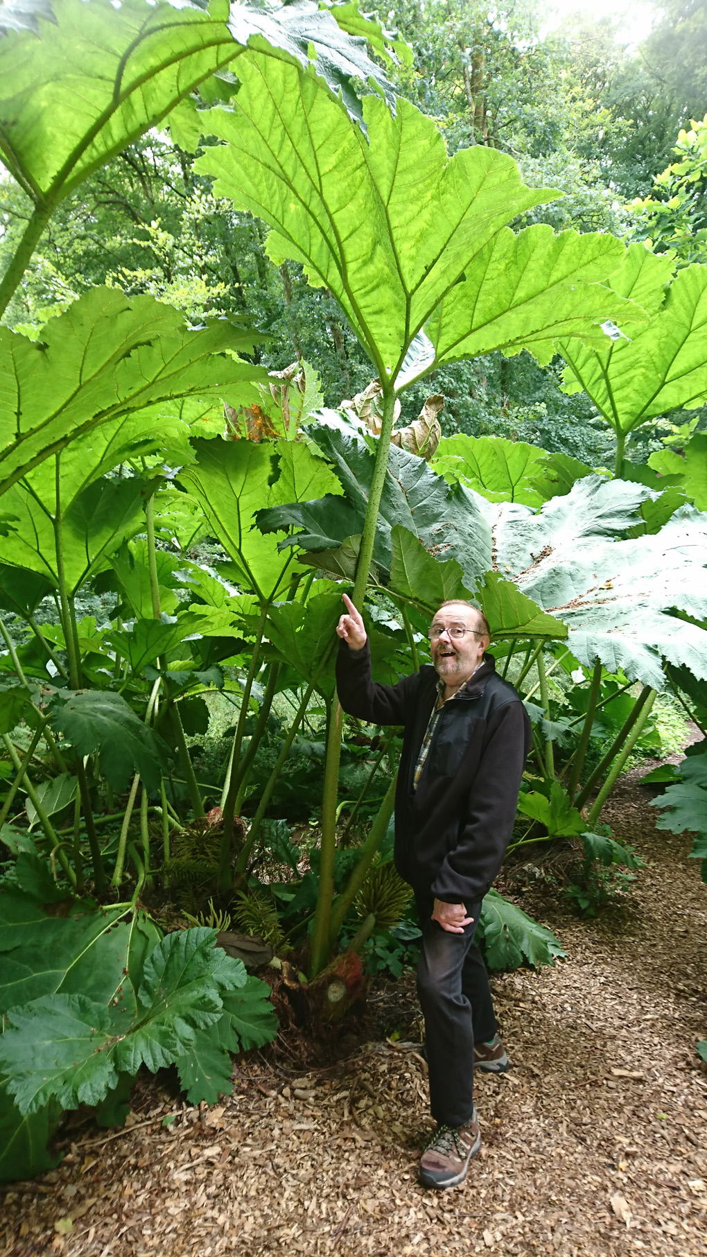 A photo of my other half standing under a Gunnera Manicata plant which is at least ten feet high, with huge architectural leaves, an amazing plant!