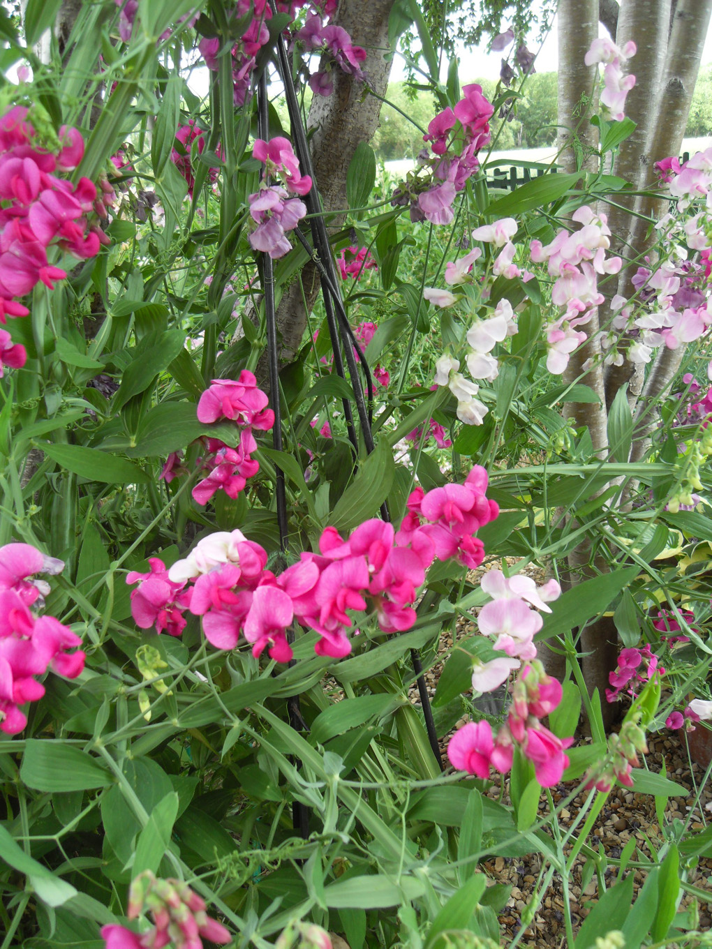 sweet peas blooming on a fence
