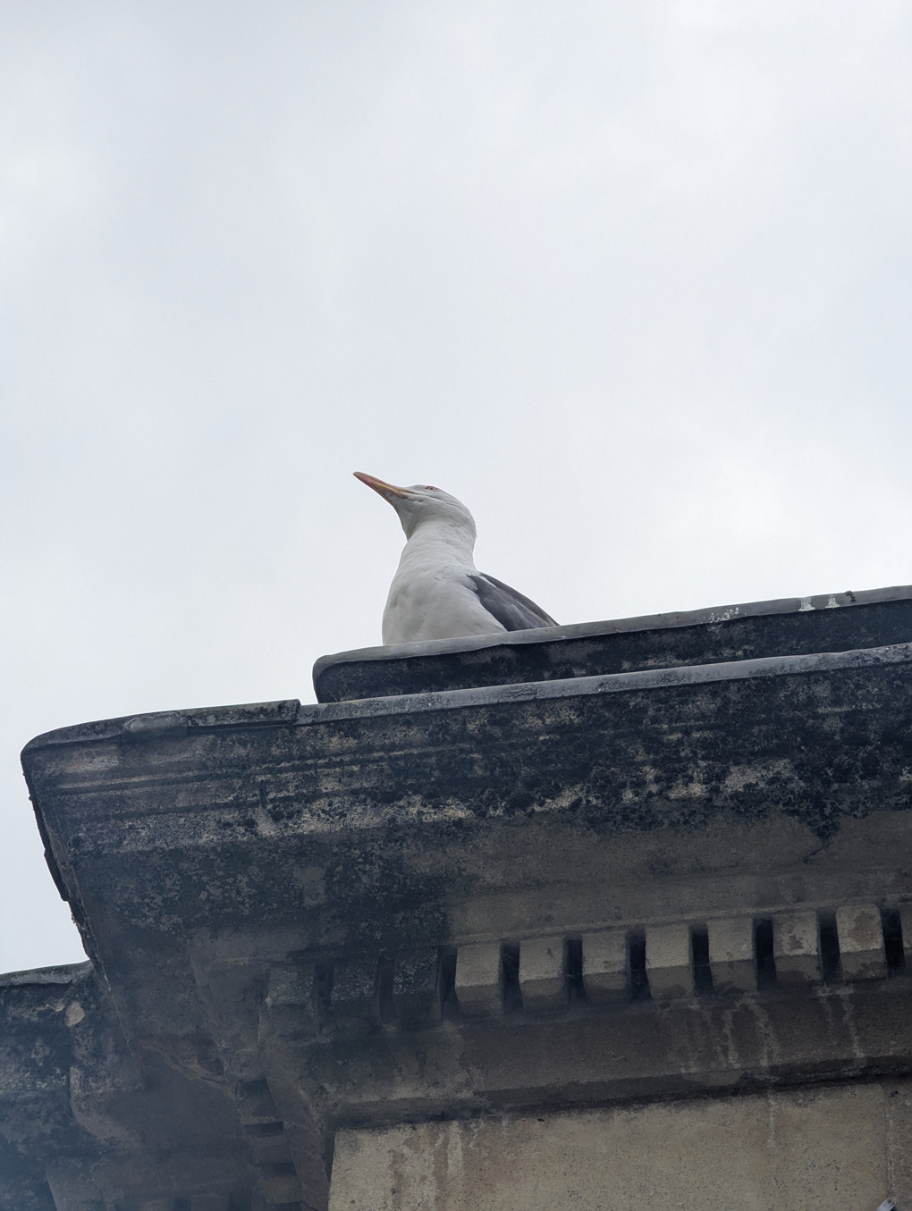 Seagull sitting on the edge of a building, photographed from below