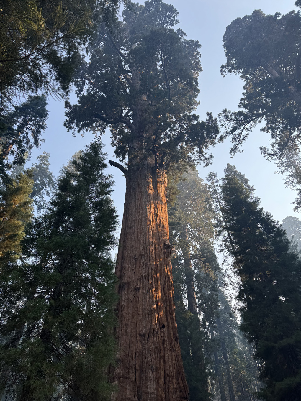 Grove of sequoias focusing on General Sherman. Sunlight dappled.
