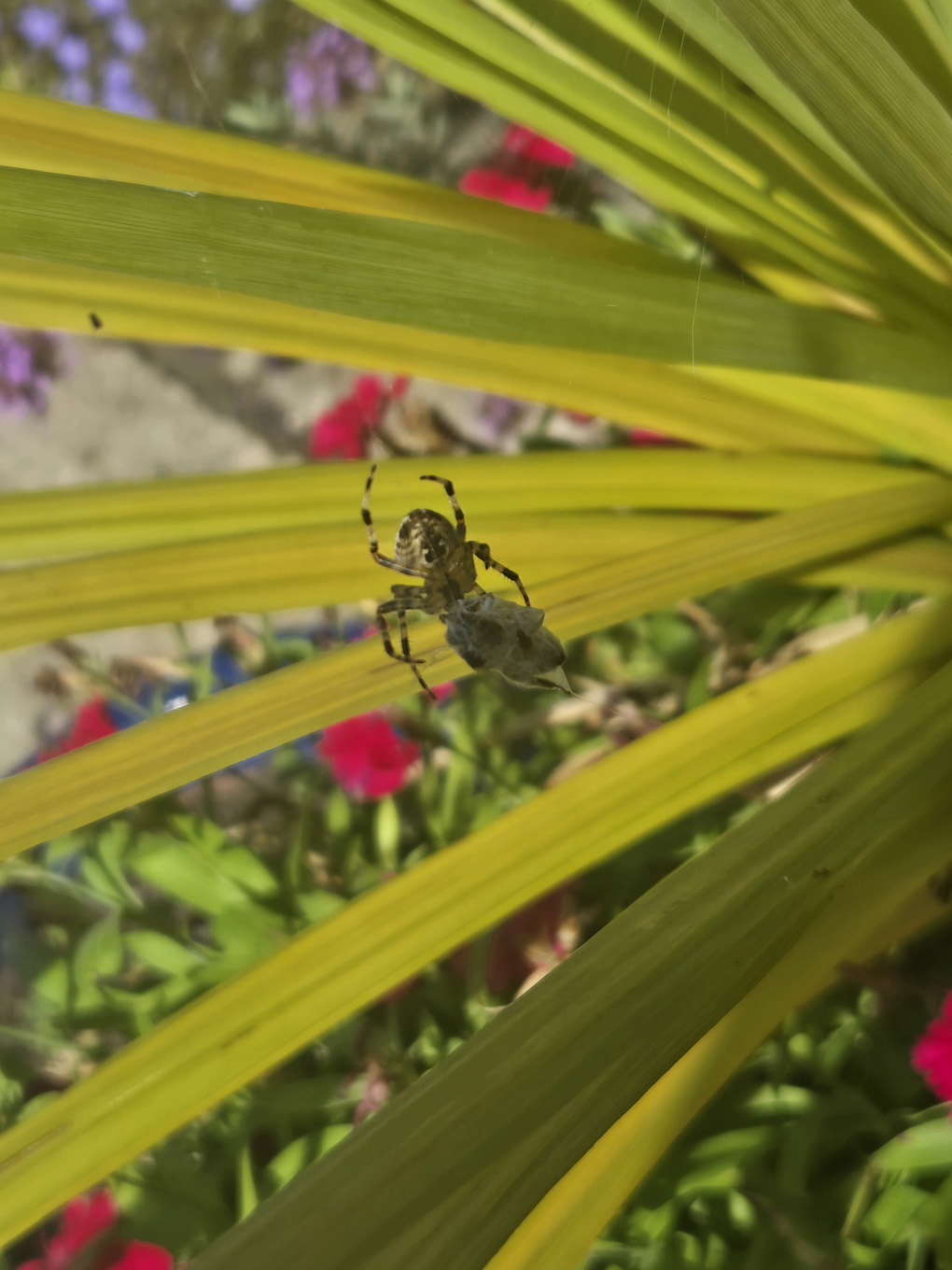 A spider in its web is climbing over its prey. The prey is already wrapped up in layers of silk.