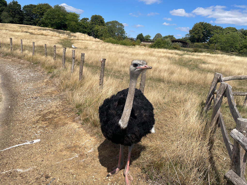 An ostrich seemingly posting with a slight side on view.