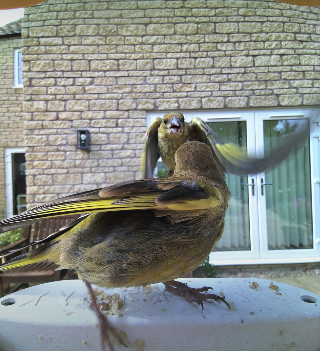 Greenfinches