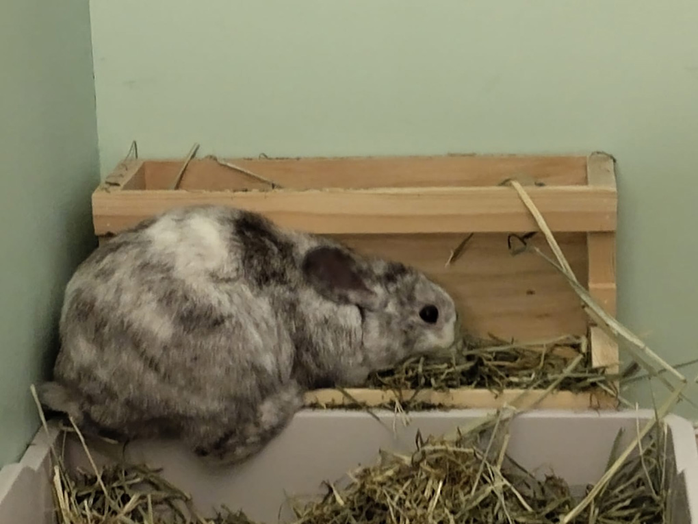 A white and grey rabbit squeezes into a wooden hay rack