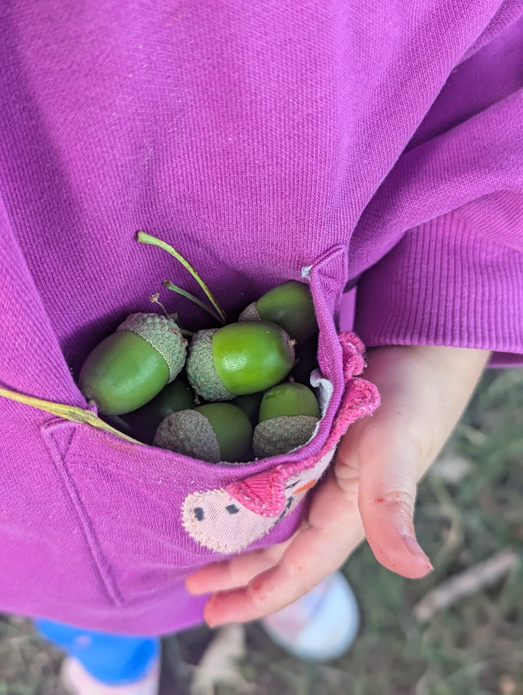 A small child's jumper pocket filled to the brim with bright green acorns. There are so many they are nearly spilling out of the tiny pocket.