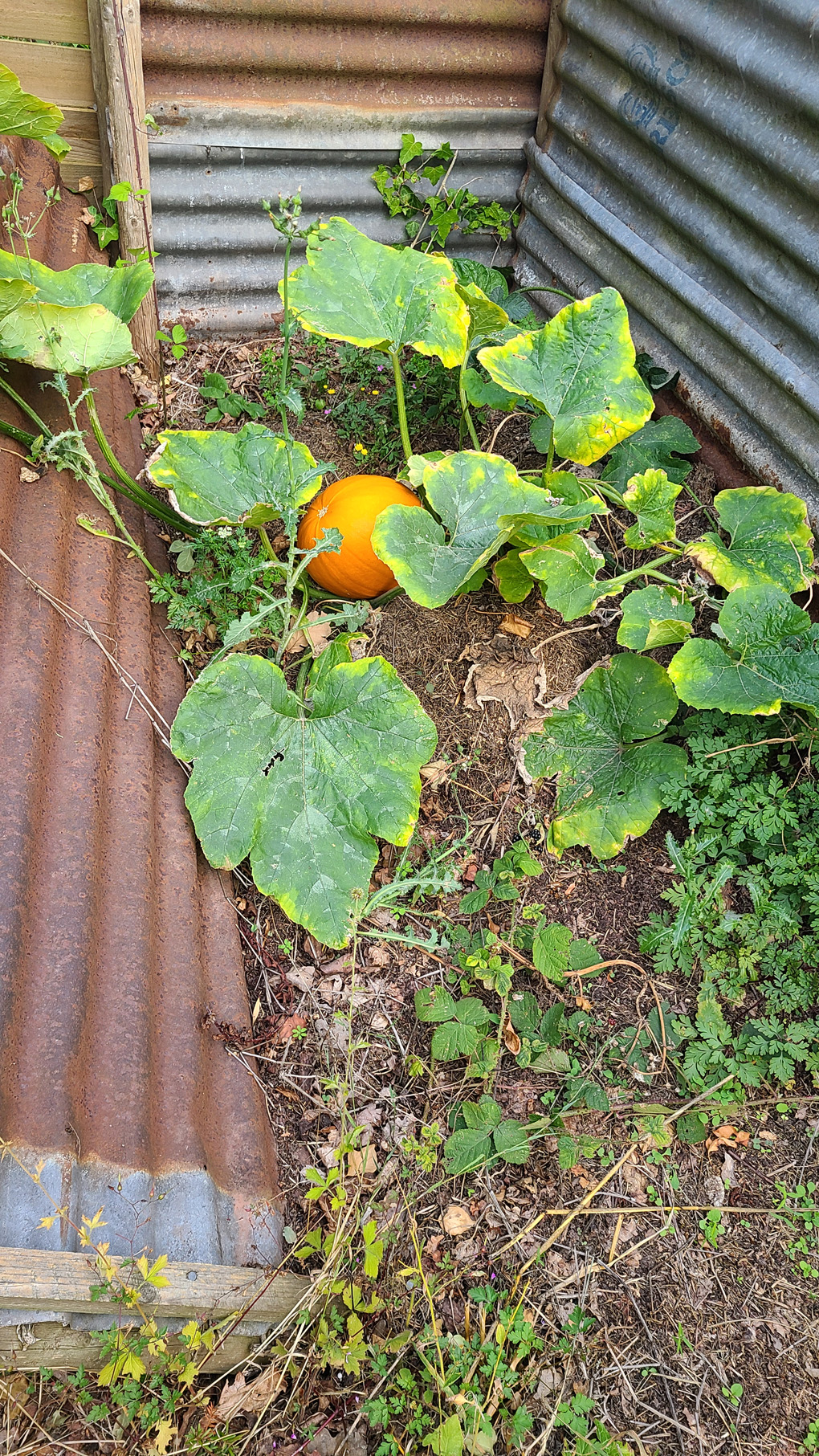 A bright orange pumpkin grown in an old compost head.
