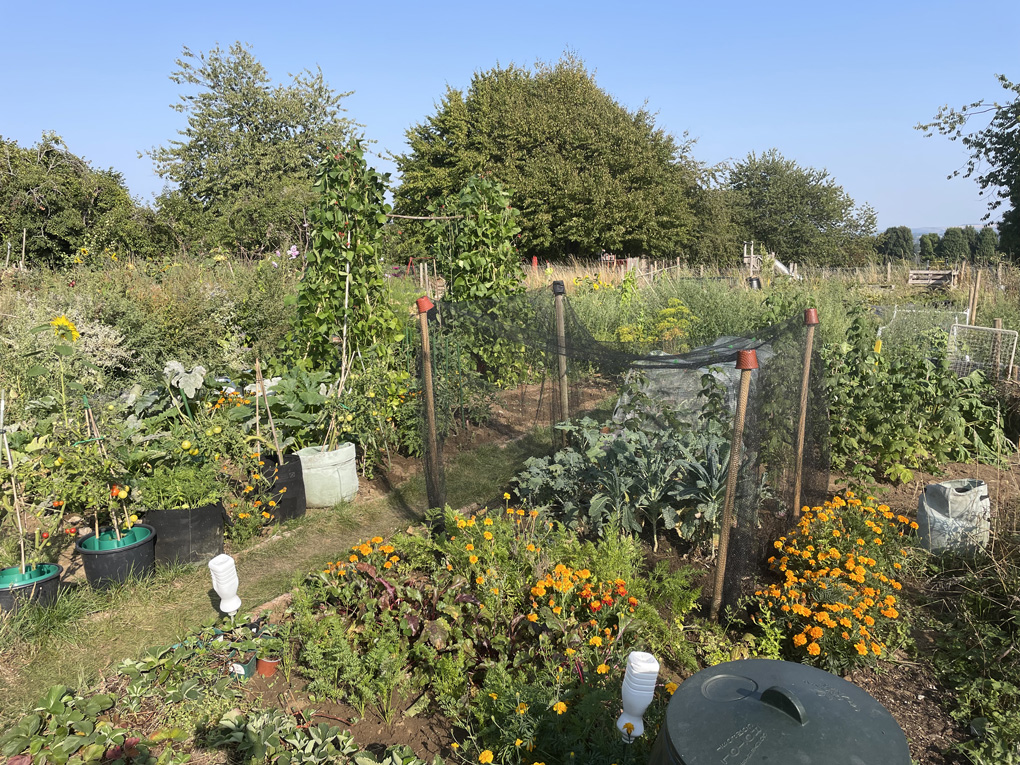 A busy and green allotment with flowers and tall runner bean plants