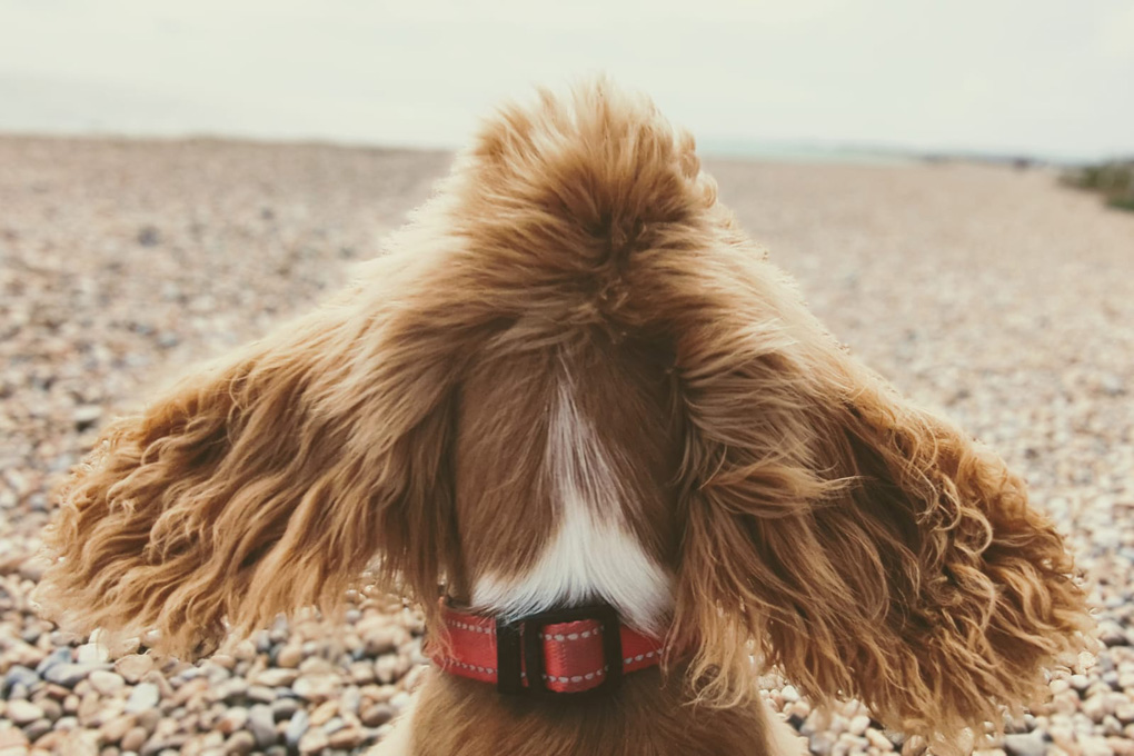Close up picture of a dog's head from behind