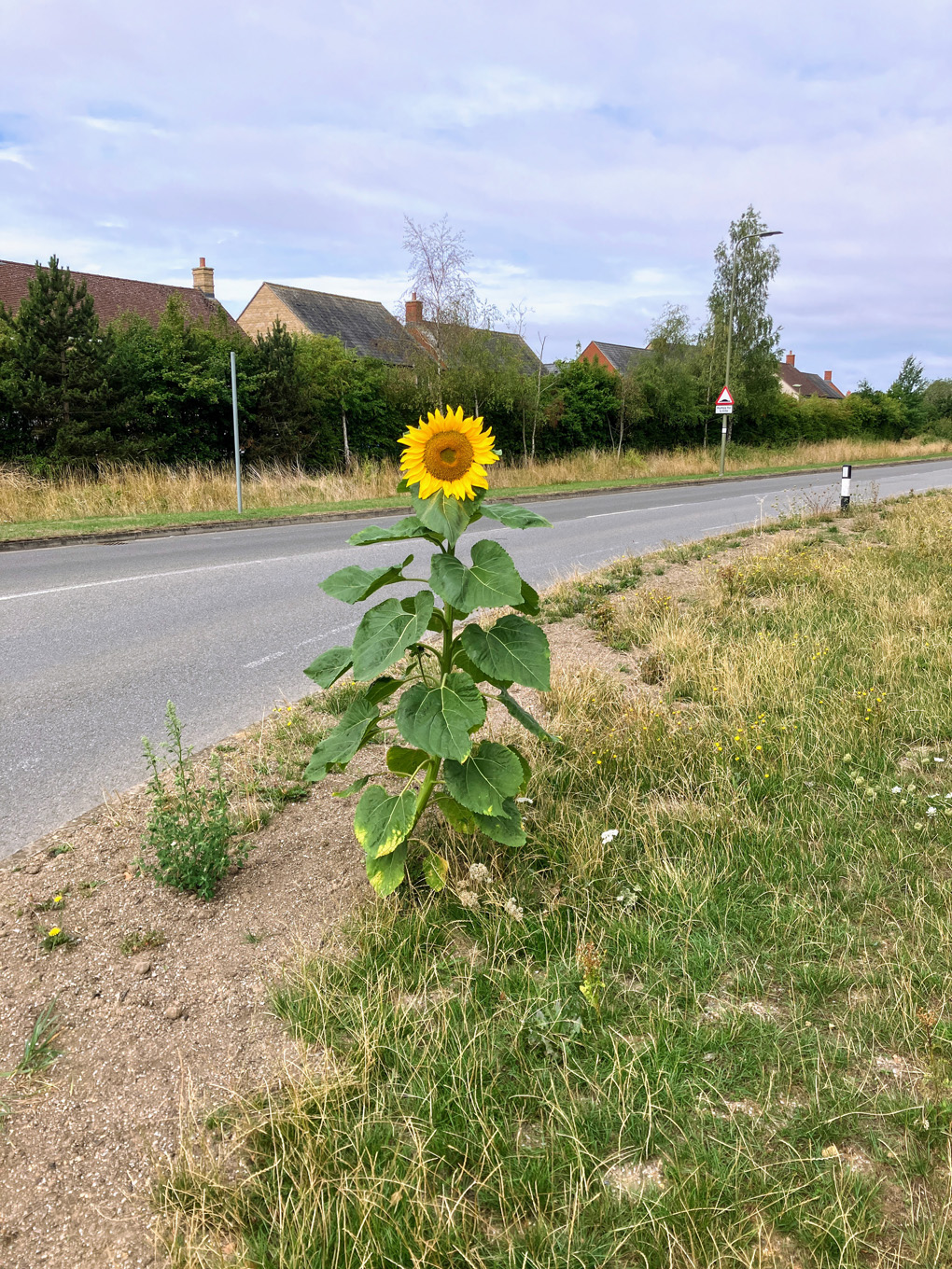 A bright yellow sunflower decided to make the B4030 in Bicester its stage, proudly blooming like it was auditioning to be the town’s unofficial point-of-interest..