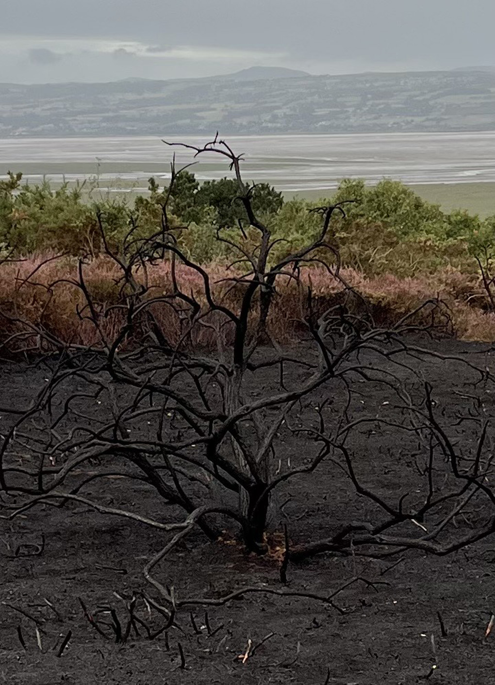 A burned bush against a non-burned green scene.
