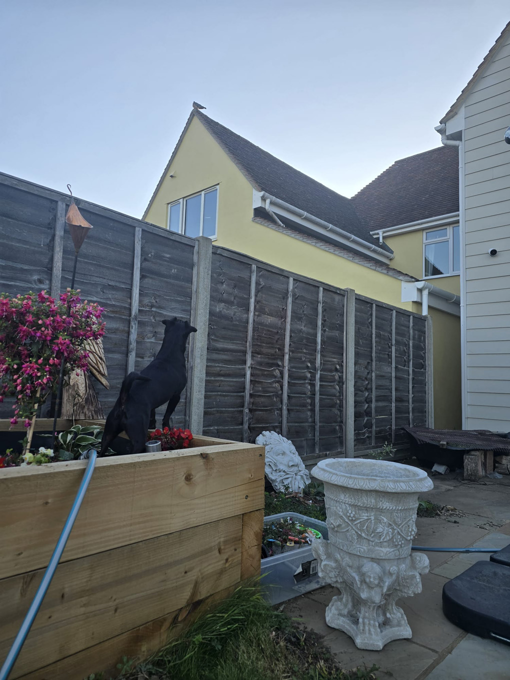 Dog in garden staring up at pigeon on neighbour's roof