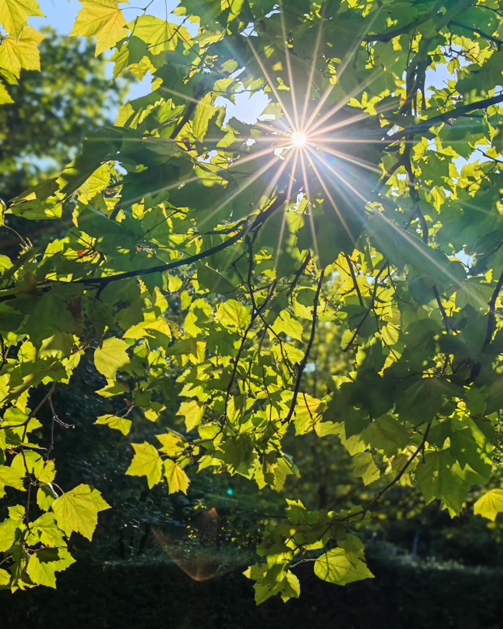 Leaf