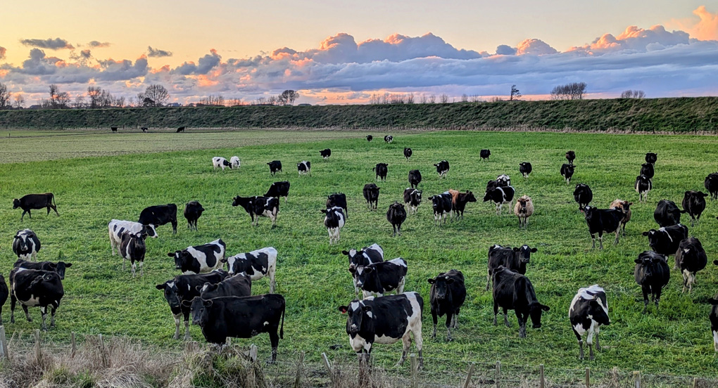 Cows in a green field with sunset clouds in the horizon