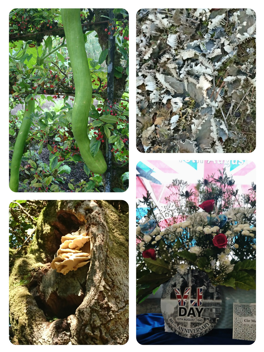 A collage of textures portraying a) two very long alien snake-like cucumbers hanging through an iron archway covered in a fruit which looks like cherries. Next to this is a picture of some grey pelt lichen which thickly covered a tree stump with crusty ovals edges with coarse hair-like filaments. Fascinating!  Below this is a fungi structure called ‘Chicken of The Woods’, emerging from a large hole in a tree. It is egg yolk yellow and is formed in layers with dense cream pores on the undersides. The final picture next to this shows part of a very pretty floral display at our local church for VJ Day at the Flower Festival held there. It had red and white flowers interspersed with blue glass birds and was backed by a Union Jack Flag. Best in show, well done Clive!