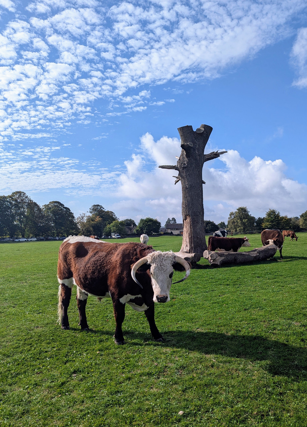 A Longhorn bull on Minchinhampton Common.