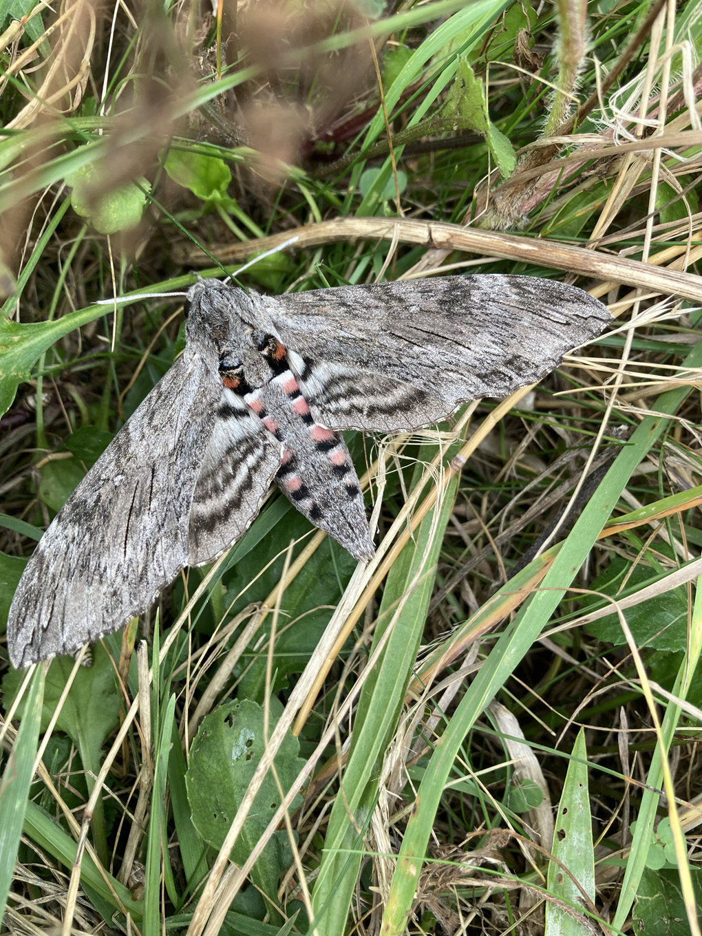 Moth