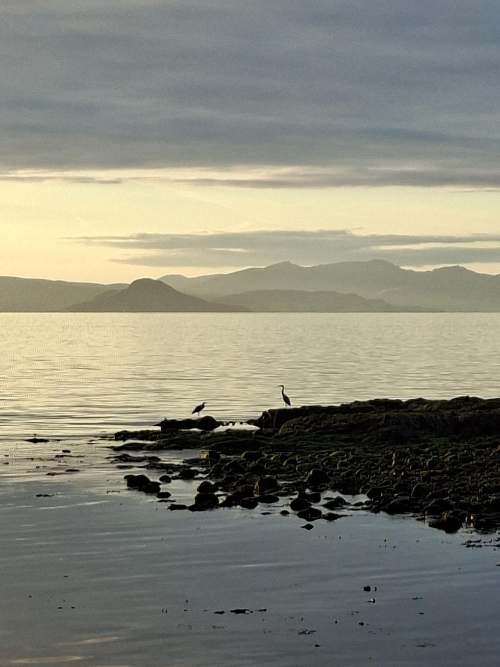Herons at the seaside