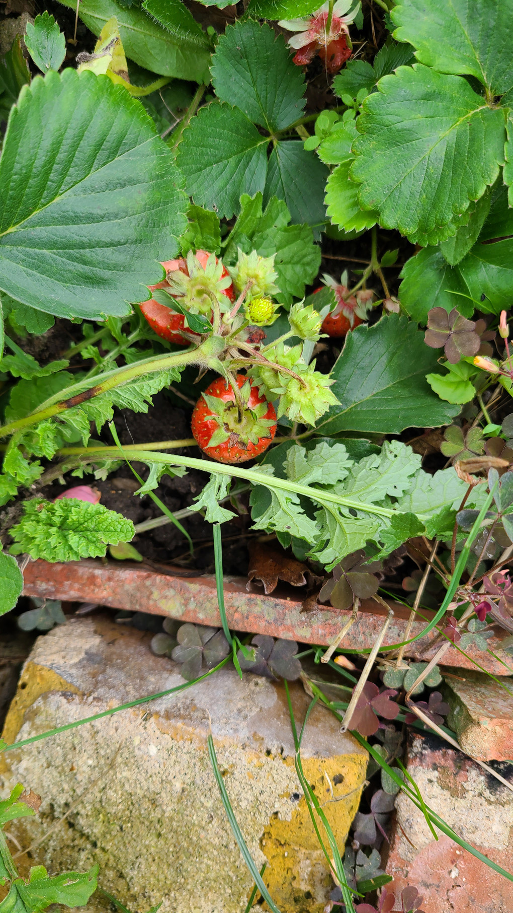 A handful of ripe strawberries in amongst green leaves.