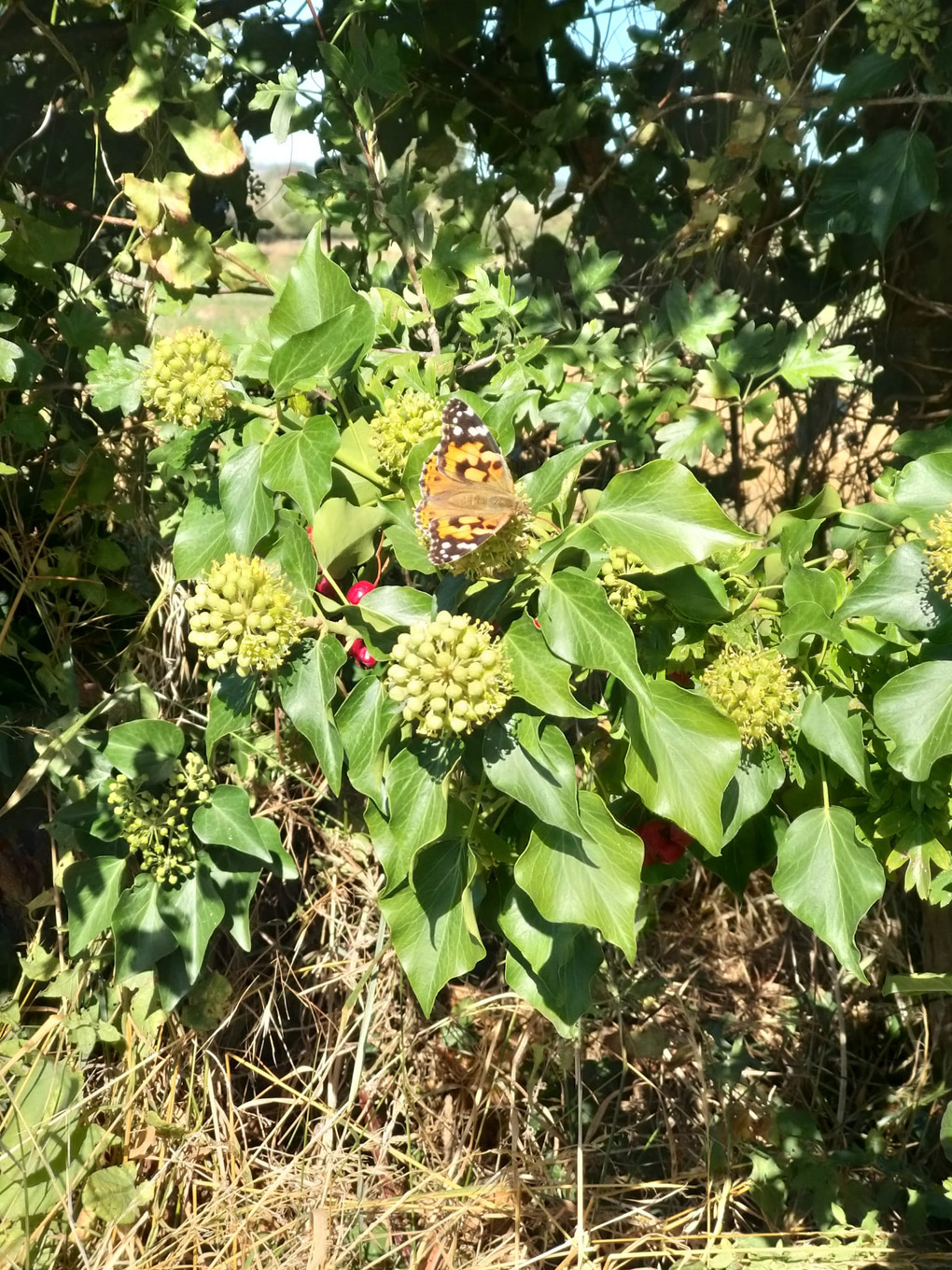 Butterfly on a hedge.  Orange wings with black spots