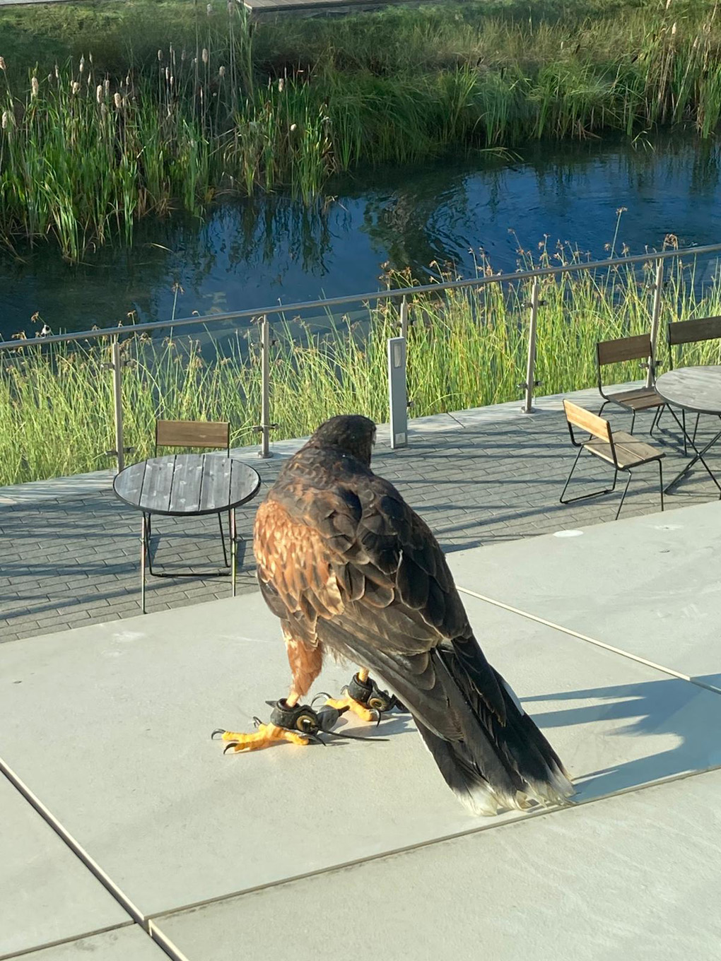 Raptor looking over a river