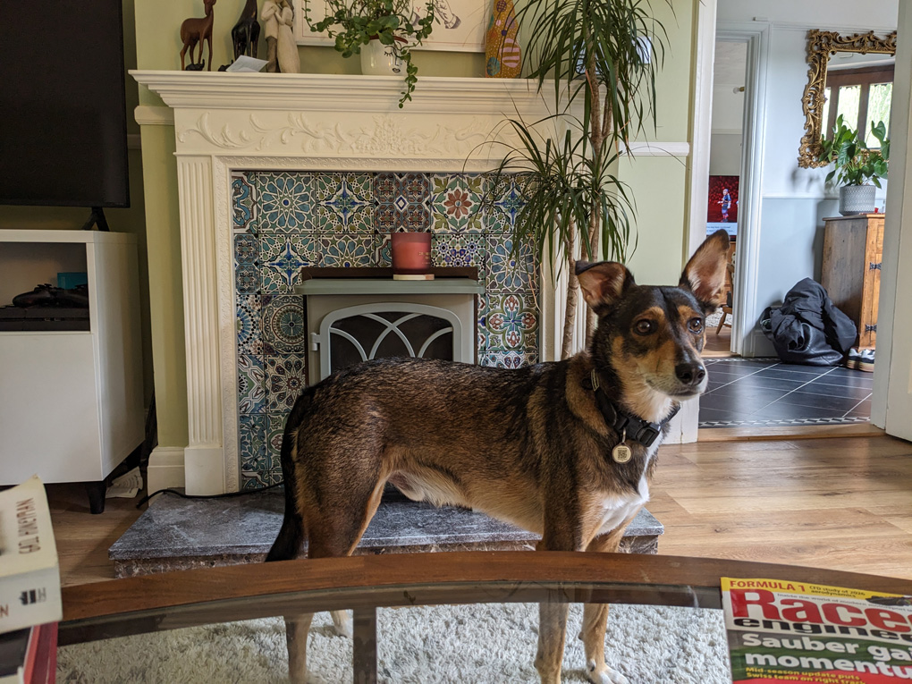 Dog stood in front of fireplace with ears cocked
