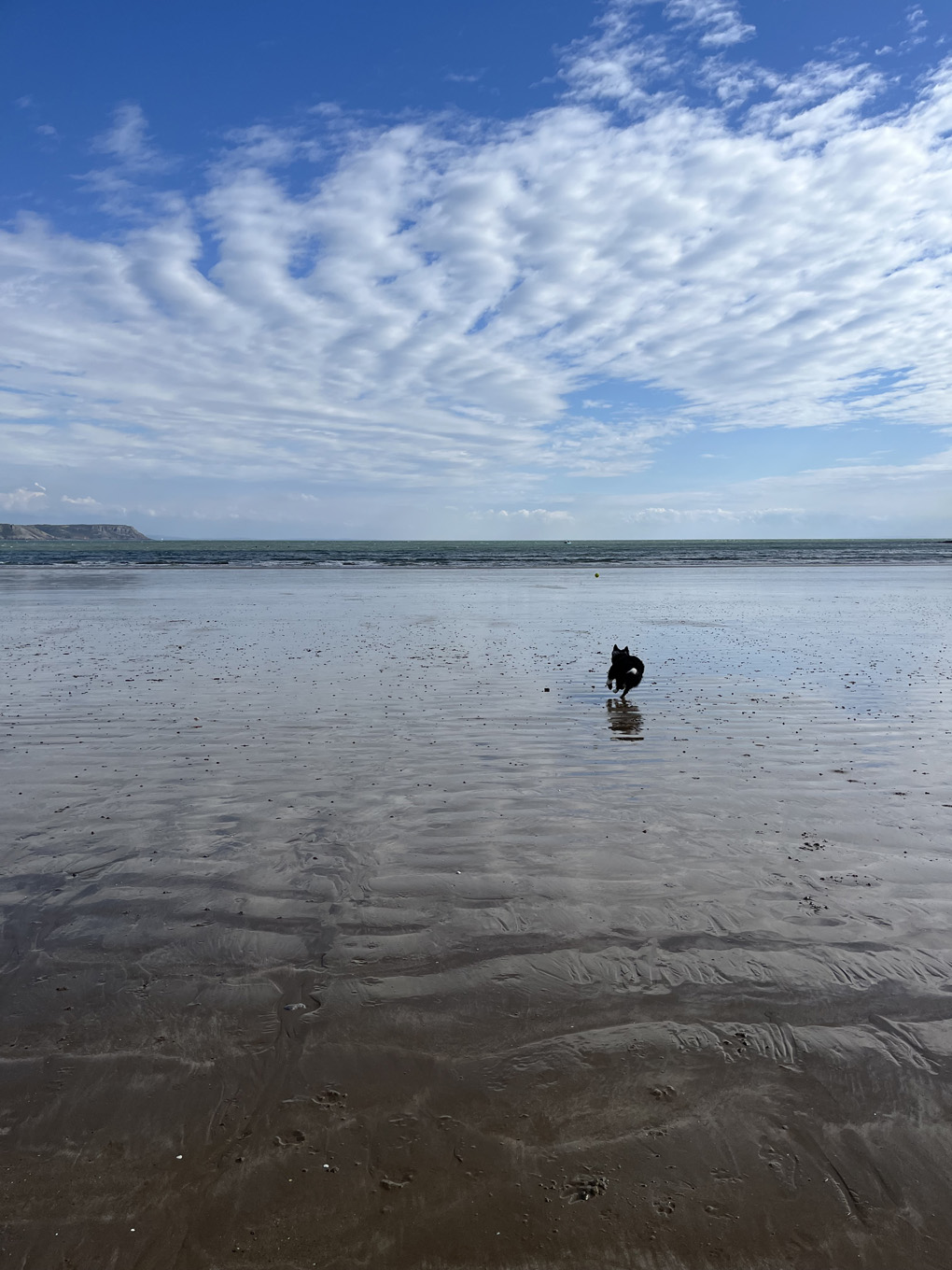 A black and white border collie chases