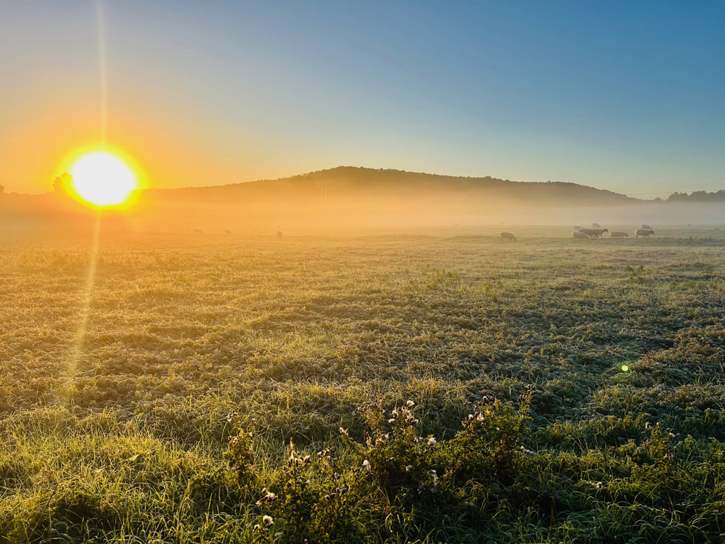 Batheaston meadows at dawn with sheep in the misty distance