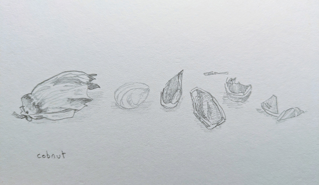 A pencil drawing of a cobnut deconstructed across the page with the husk onthe left and then the nut and its cracked pieces of shell strewn jaggedly across the composition