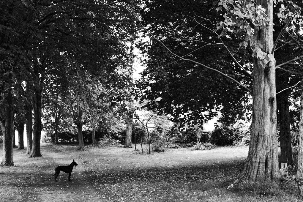 A black and white photo of a dark dog staring, still, beyond a tree. fallen leaves cover much of the grass.