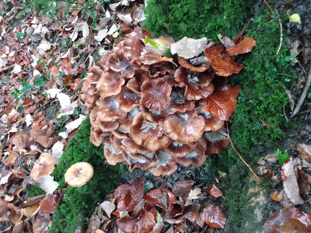 Brown-ish mushrooms sprout from the base of a tree