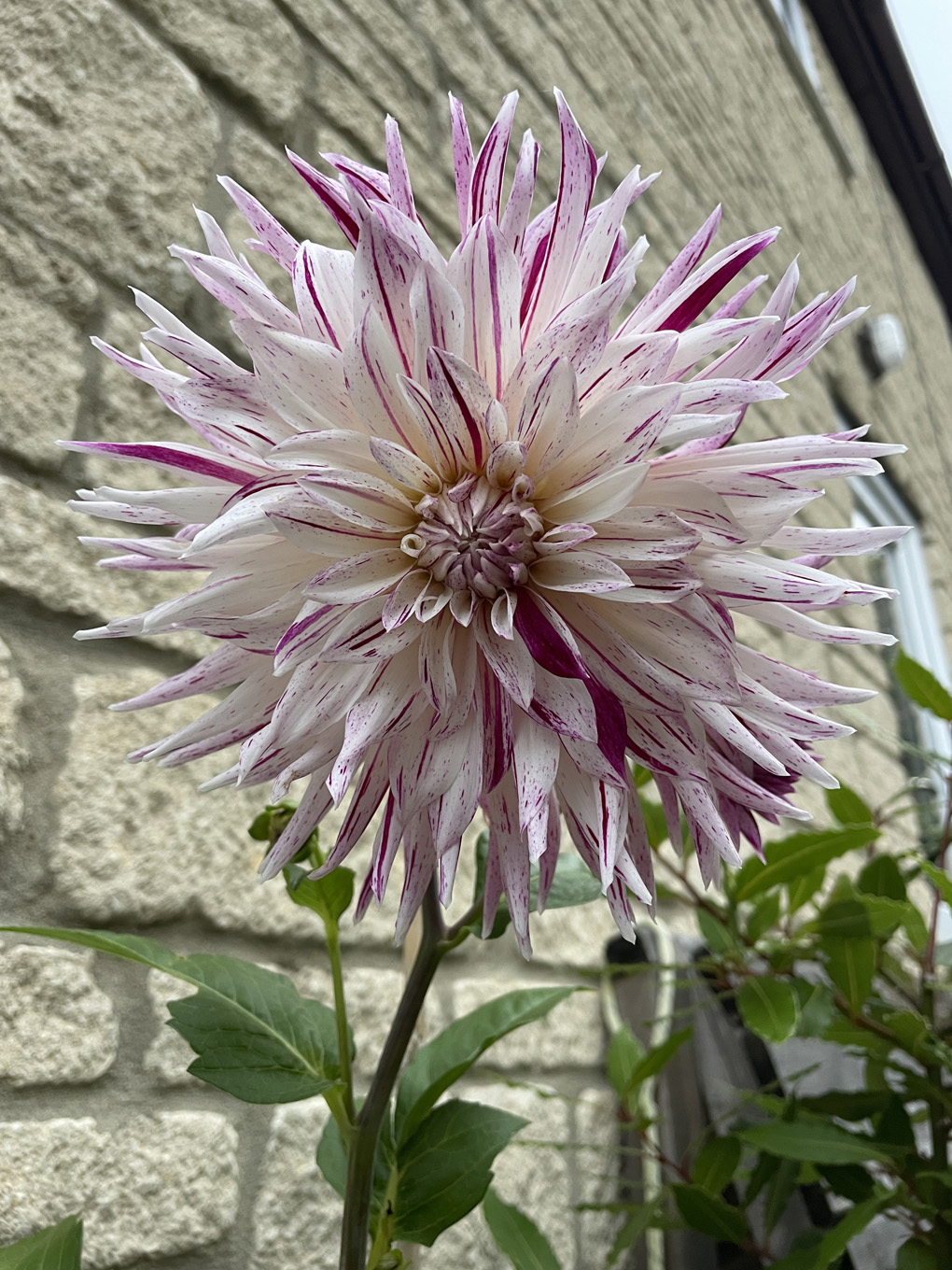 A very large pink and white flower head