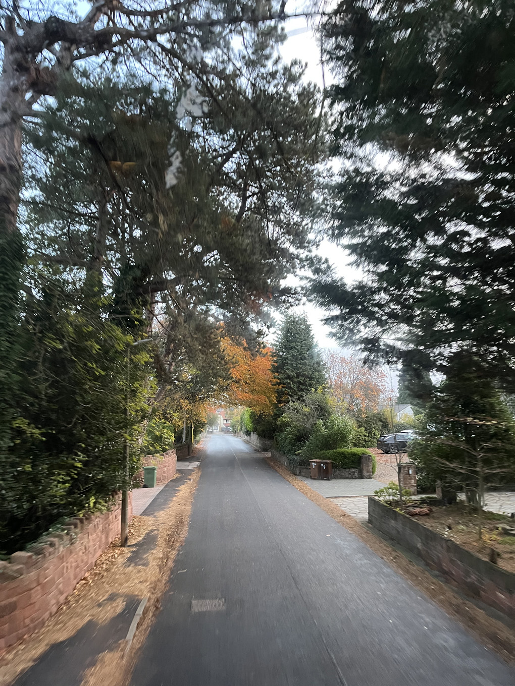 A fall scene from treetop level