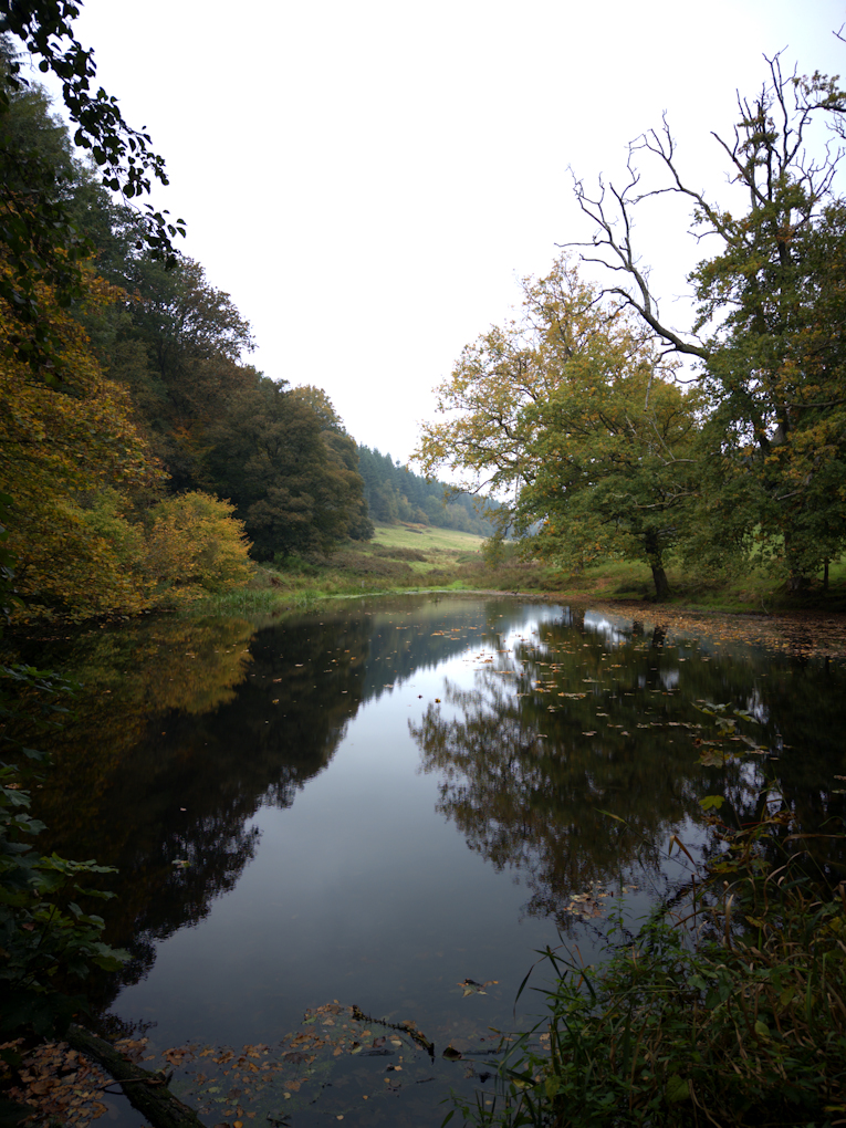 Green, gold, and brown trees around a dark pond, with rolling green hills in the background, under a muted grey sky