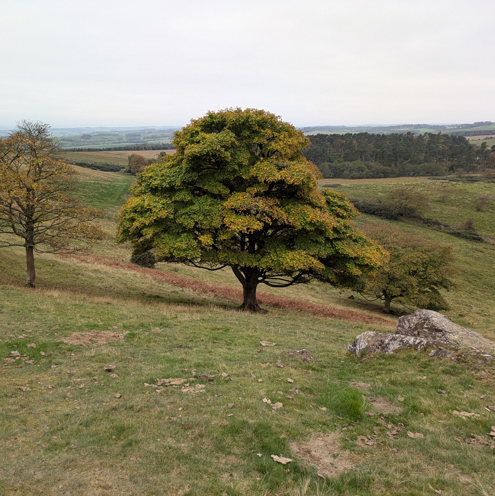 A maple stands in full leaf just starting to turn to gold on the side of a hill which rolls down past it into the rolling Borders countryside