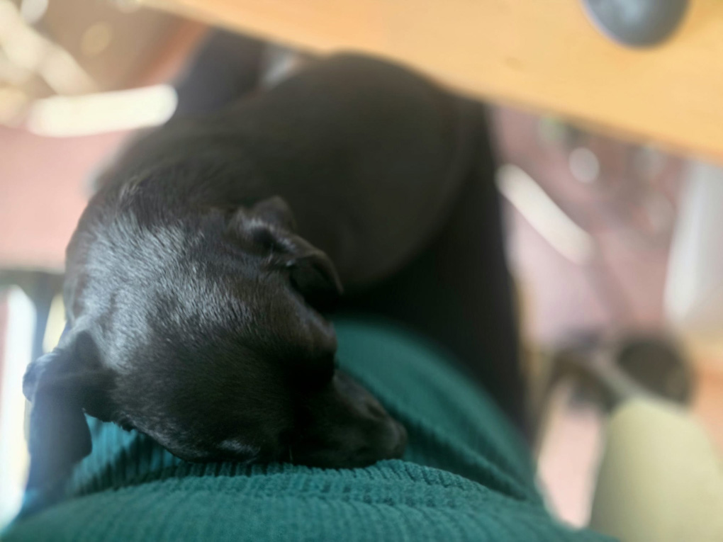Black puppy sleeping on chest