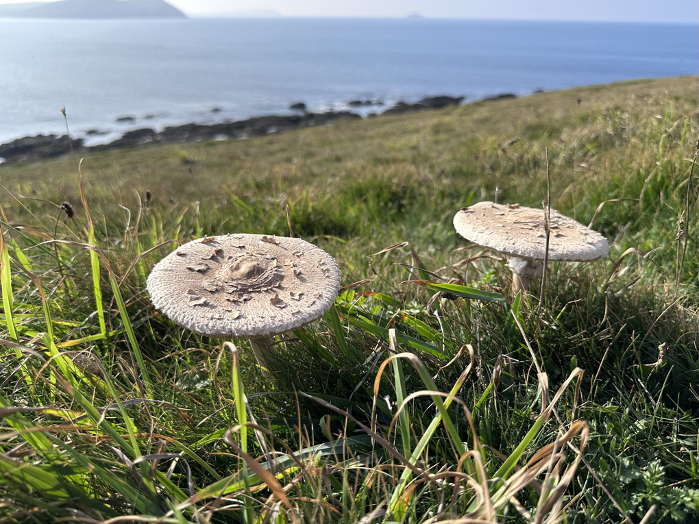 2 parasol mushrooms on the grassy headland at Pentire, Cornwall