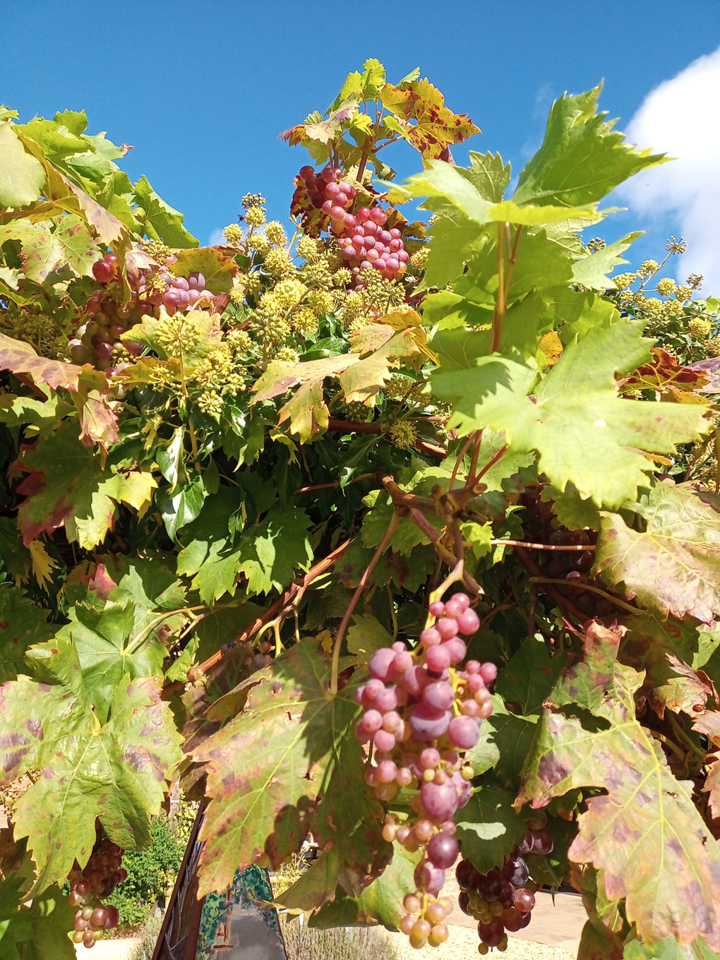 Red grapes among the leaves on an overhead vine