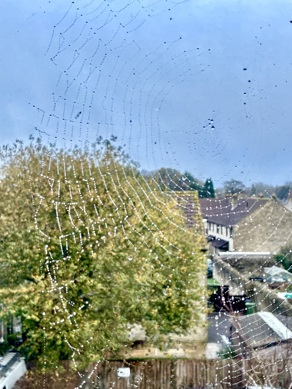 A spiders web filled with rain drops in the corner of a window, looking out over rooftops.