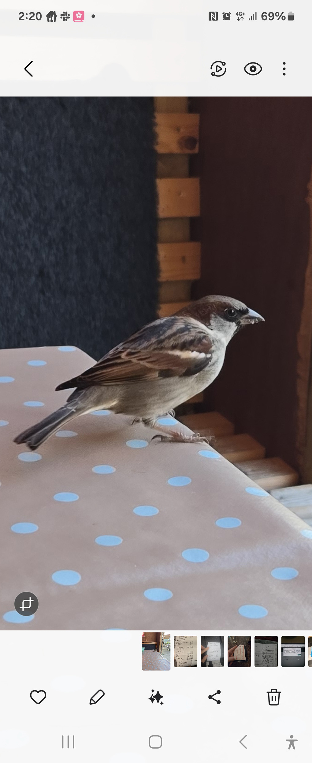 Sparrow sits on a picnic style table in a small cabin