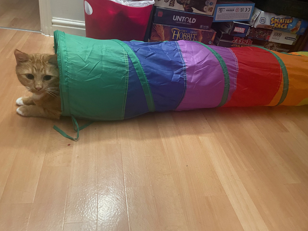 Ginger cat in rainbow activity tunnel looking a lot like nyan cat.