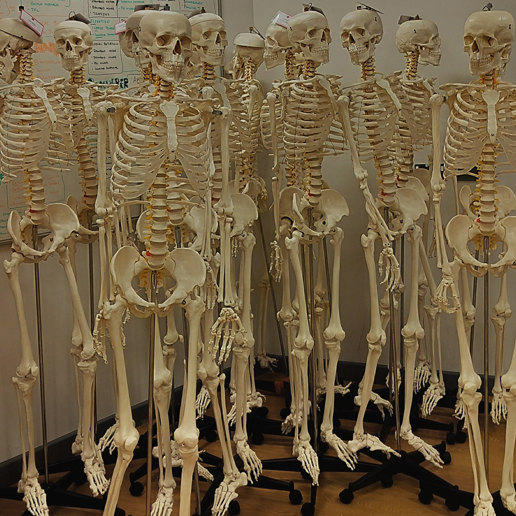 Twelve skeletons, standing upright and on casters, in the corner of an office, next to a whiteboard..