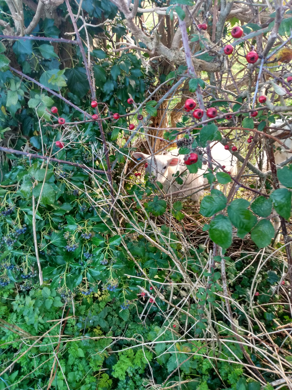 A sheep, affronted by my attention, stares at me whilst eating