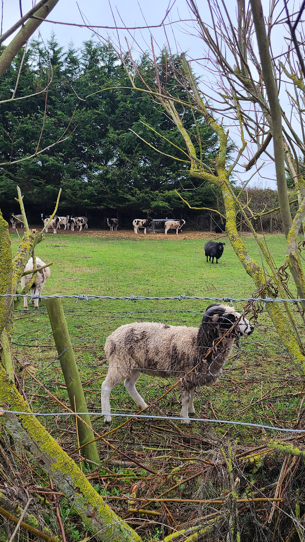A mix of black and white sheep with curly horns in a green field. There are green trees behind them and a barbed wired fence in front.