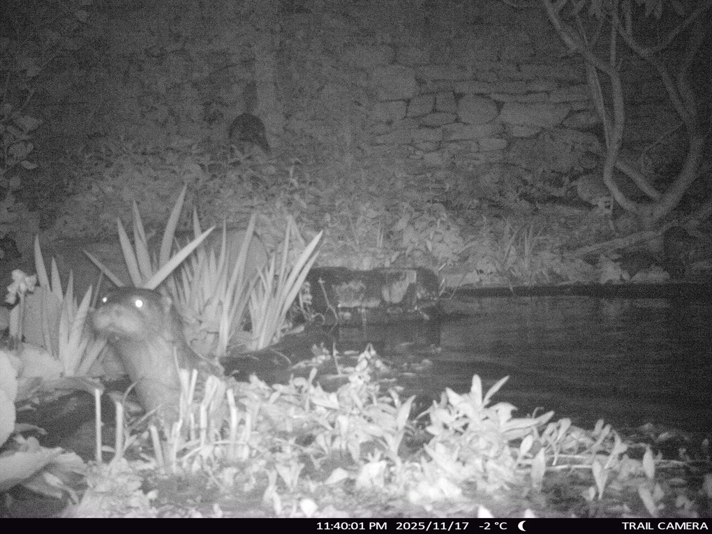 A black and white trail camera photo of an otter poking head out of garden pond