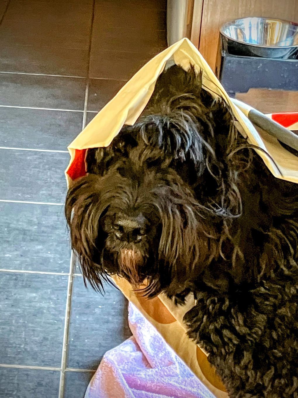 Ozzie under the kitchen curtain looking at the camera.